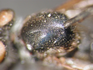 Leptarthrus vitripennis: Thorax dorsal