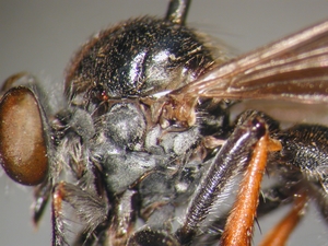 Leptarthrus vitripennis: Thorax lateral