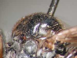 Leptarthrus vitripennis - Scutum - lateral