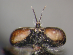 Leptarthrus vitripennis: Head dorsal