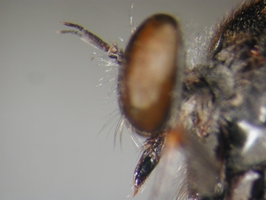 Leptarthrus vitripennis - head - lateral