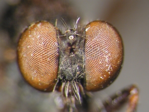 Leptarthrus vitripennis: Kopf frontal