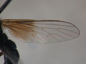 Leptarthrus vitripennis - Wing