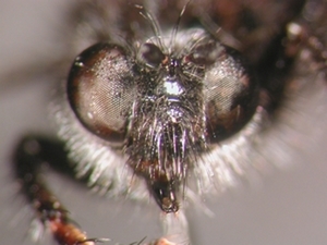 Andrenosoma albibarbe - Kopf - frontal