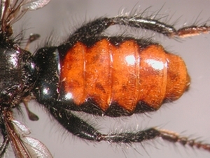 Andrenosoma albibarbe - Abdomen - dorsal