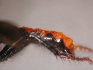 Andrenosoma albibarbe - Abdomen - lateral