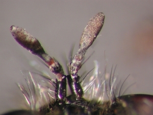 Andrenosoma albibarbe - Antenne