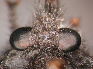 Andrenosoma atrum - head - dorsal
