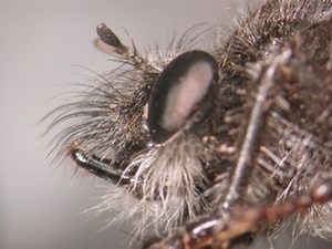 Andrenosoma atrum - head - lateral