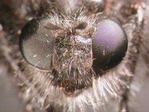 Andrenosoma atrum - head - frontal