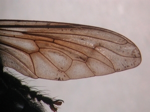 Andrenosoma atrum - Flügel