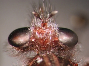 Andrenosoma atrum - Kopf - dorsal