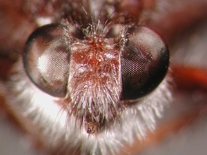 Andrenosoma atrum - head - frontal