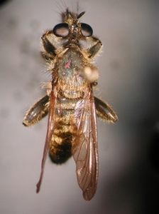 Choerades castellanii - dorsal