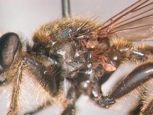 Choerades castellanii - Thorax - lateral