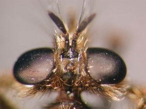 Choerades castellanii - head - dorsal