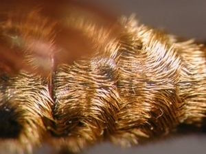 Choerades castellanii - Abdomen - dorsal