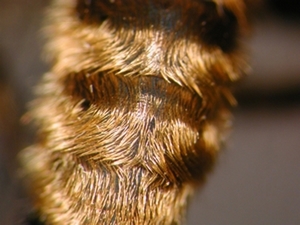 Choerades castellanii - Abdomen - dorsal