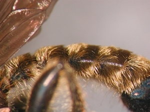 Choerades castellanii - Abdomen - lateral