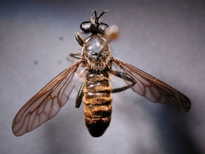 Choerades dioctriaeformis - dorsal