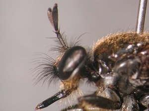 Choerades dioctriaeformis - head - lateral