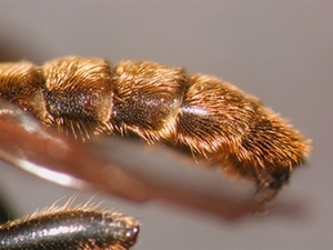 Choerades dioctriaeformis - head - frontal