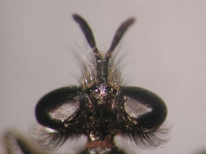 Choerades dioctriaeformis - head - dorsal