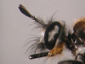 Choerades dioctriaeformis - head - lateral