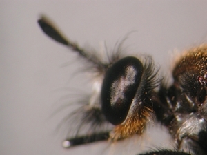 Choerades dioctriaeformis - head - lateral