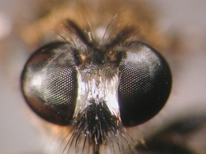 Choerades dioctriaeformis - head - frontal