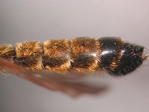 Fig. 29: Choerades dioctriaeformis: Abdomen lateral