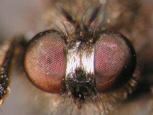 Fig. 26: Choerades femorata: Head frontal