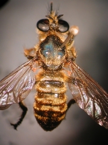 Choerades fimbriata - dorsal