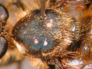 Choerades fimbriata - Thorax - dorsal