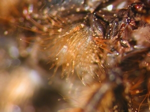 Choerades fimbriata - head - lateral