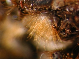 Choerades fimbriata - head - frontal