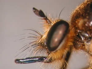 Choerades fimbriata - Kopf - lateral