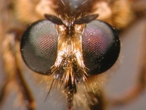 Choerades fimbriata - Kopf - frontal