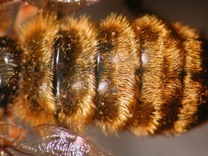 Choerades fimbriata - Abdomen - dorsal