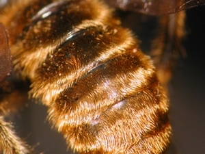 Choerades fimbriata - Abdomen - dorsal