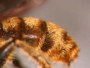 Choerades fimbriata - Kopf - frontal