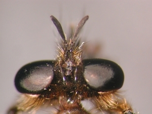 Choerades fimbriata - head - dorsal