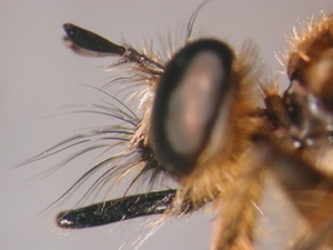 Choerades fimbriata - head - lateral