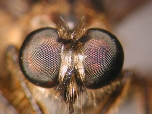 Choerades fimbriata - Kopf - frontal