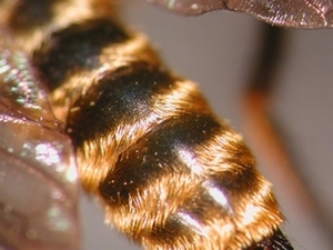 Choerades fimbriata - Abdomen - dorsal