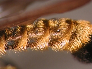 Choerades fimbriata - head - frontal