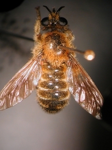 Choerades fuliginosa - dorsal