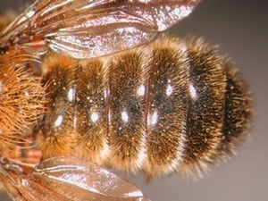 Choerades fuliginosa - Abdomen - dorsal