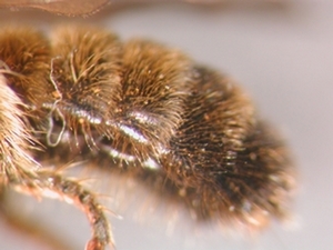 Choerades fuliginosa - Abdomen - lateral