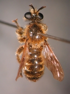 Choerades fuliginosa - dorsal